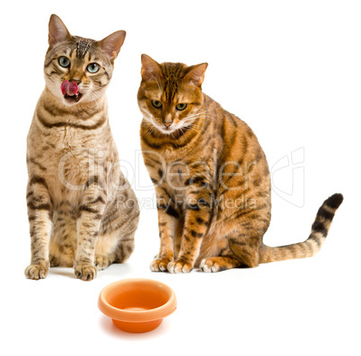 Pair of bengal cats one licking lips