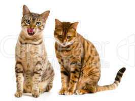 Pair of bengal cats one licking lips
