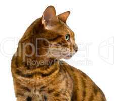 Bengal cat looking sideways in profile