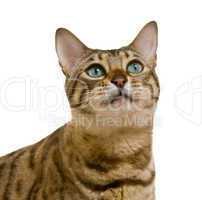 Bengal cat looking with pleading stare