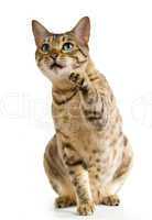 Bengal cat clawing at the air
