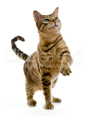 Bengal cat clawing at the air