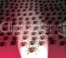 Army of Brown Stink Bugs