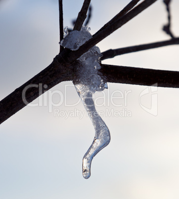 Ornate icicle dripping from a tree branch