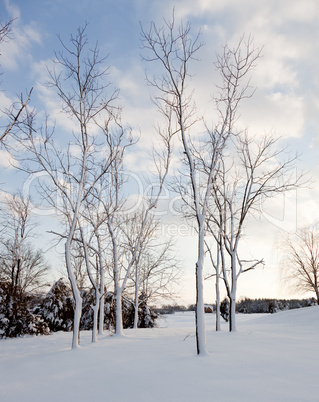 Snow sticking to sides of tree trunks after storm