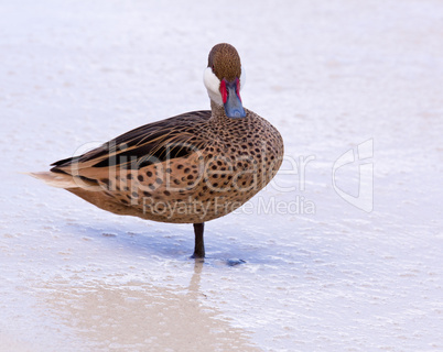 Bahama duck on sandy beach