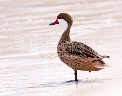 Bahama duck on sandy beach