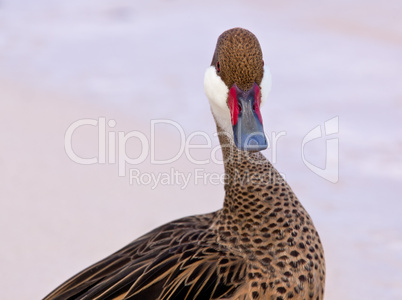 Bahama duck on sandy beach