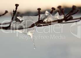 Ornate icicle dripping from a tree branch
