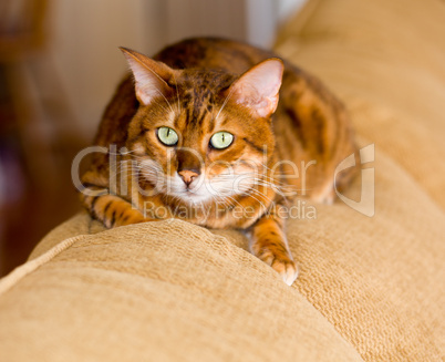 Bengal kitten with open stare