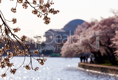 Cherry Blossom and Jefferson Memorial