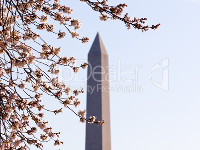 Cherry Blossom and Washington Monument