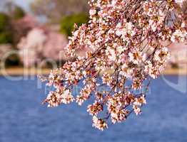 Cherry Blossom Trees by Tidal Basin
