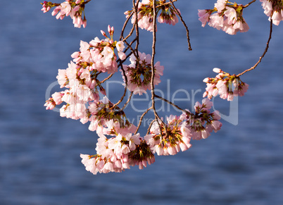Cherry Blossom Trees by Tidal Basin
