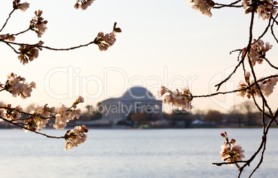 Cherry Blossom and Jefferson Memorial