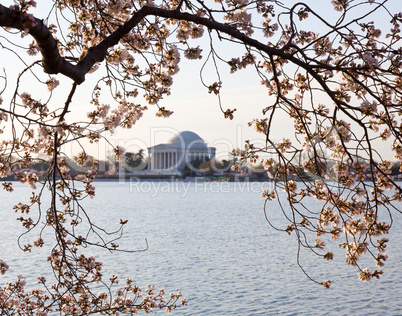 Cherry Blossom and Jefferson Memorial