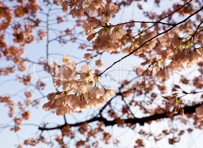 Cherry Blossom Trees by Tidal Basin