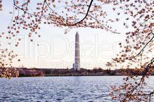 Cherry Blossom and Washington Monument