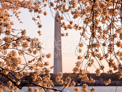 Cherry Blossom and Washington Monument