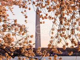 Cherry Blossom and Washington Monument