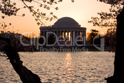 Cherry Blossom and Jefferson Memorial