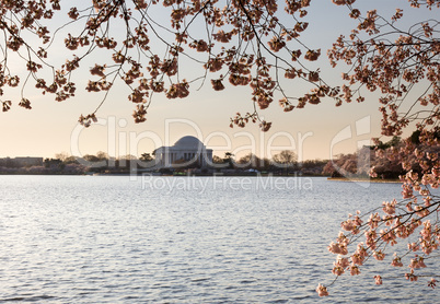 Cherry Blossom and Jefferson Memorial