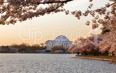 Cherry Blossom and Jefferson Memorial