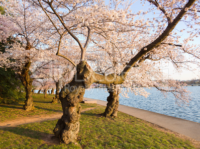 Cherry Blossom Trees by Tidal Basin