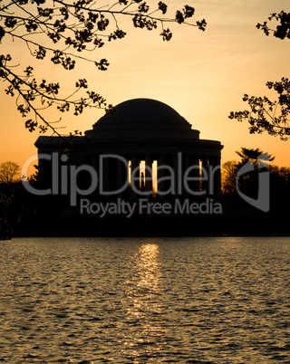 Cherry Blossom and Jefferson Memorial