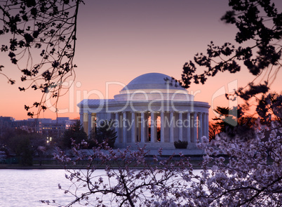 Cherry Blossom and Jefferson Memorial