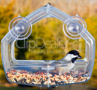 Black capped chickadee on feeding tray