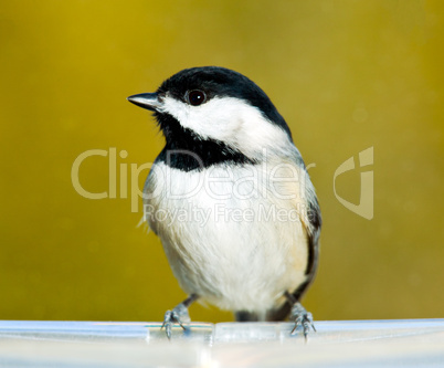 Black capped chickadee on feeding tray