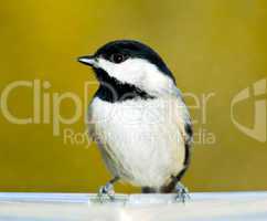 Black capped chickadee on feeding tray