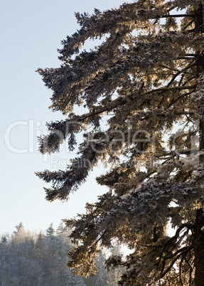 Pine trees covered in snow on skyline