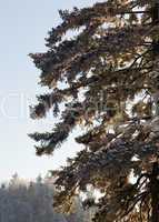 Pine trees covered in snow on skyline
