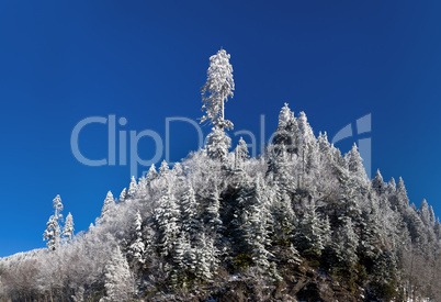 Pine trees covered in snow on skyline