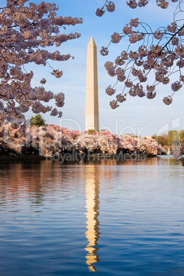 Washington Monument surrounded by cherry blossom