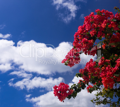 Bougainvillea against deep blue sky