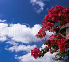 Bougainvillea against deep blue sky