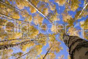 Yellow  birches