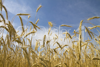 Ripe wheat