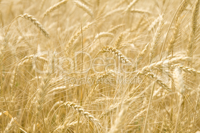 Infinite field of ripe wheat