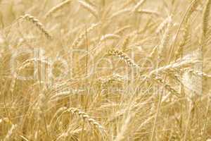 Infinite field of ripe wheat