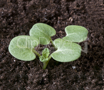 First spring sprout