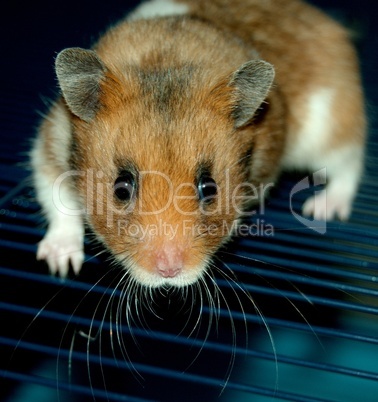 Goldhamster