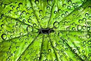 citrus close up with bubbles, abstract green background