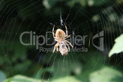 Garden spider on web. Wasp in the web