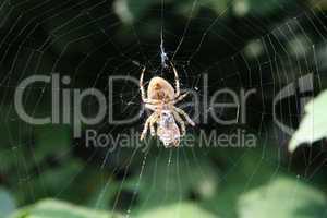 Garden spider on web. Wasp in the web
