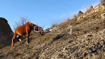 Horse grazing in the mountains on a blue sky background (Full HD)