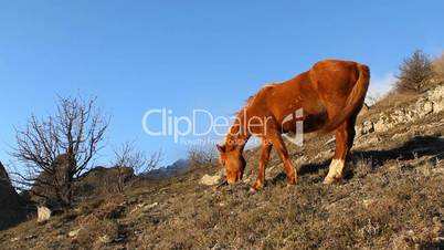 Horse grazing in the mountains on a blue sky background (Full HD)